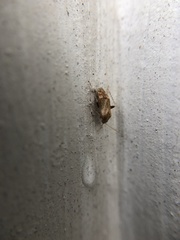 Hamatophylus guttulosus