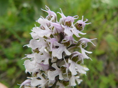 Neotinea conica
