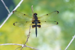 Rhyothemis phyllis obscura