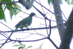 Ptilinopus superbus superbus