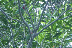 Ptilinopus viridis viridis