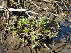 Ranunculus repens