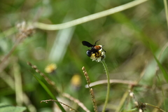 Scoliidae