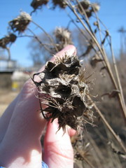 Cirsium arvense