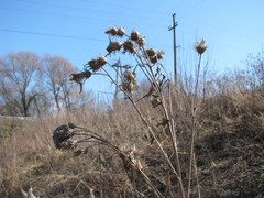Cirsium arvense