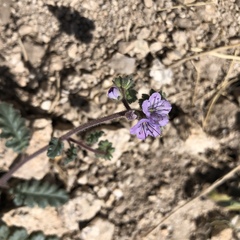 Phacelia bombycina