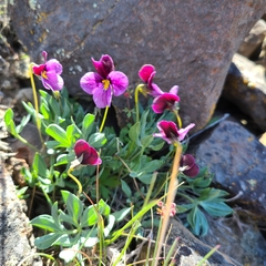 Viola trinervata