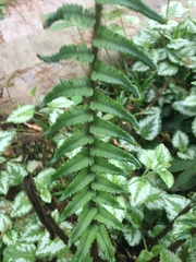 Dryopteris cycadina