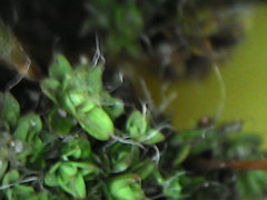 Bryopsida