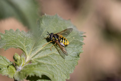 Chrysotoxum cautum