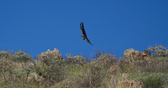 Buteo jamaicensis