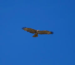 Buteo jamaicensis