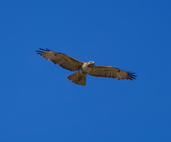 Buteo jamaicensis