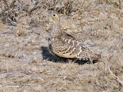 Pterocles exustus olivascens