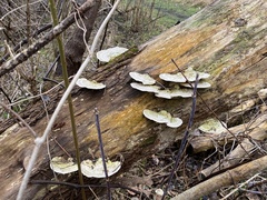 Daedaleopsis confragosa confragosa