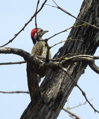 Campethera scriptoricauda