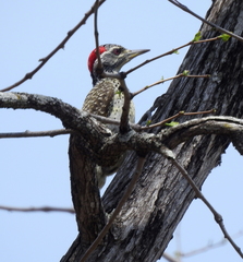 Campethera scriptoricauda