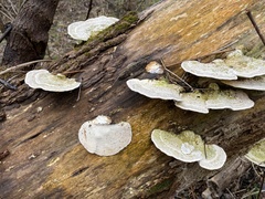 Daedaleopsis confragosa confragosa