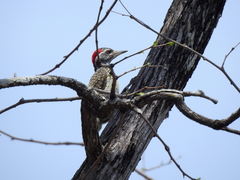 Campethera scriptoricauda