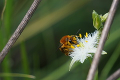 Cadeguala occidentalis