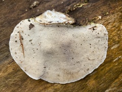 Daedaleopsis confragosa confragosa