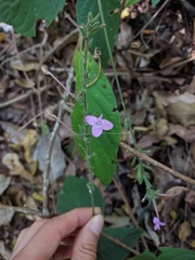 Pachystachys dubiosa