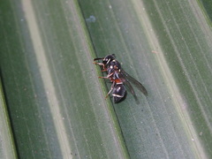 Paraleptomenes miniatus