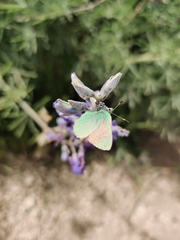 Callophrys viridis