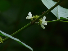 Dendrolobium triangulare