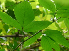 Dendrolobium triangulare