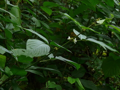 Dendrolobium triangulare