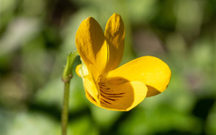 Viola magellanica