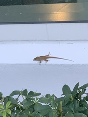 Anolis sagrei