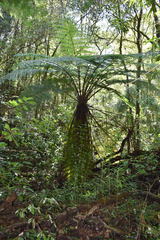 Cyathea costaricensis
