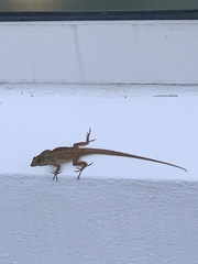 Anolis sagrei
