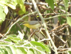 Eremomela scotops