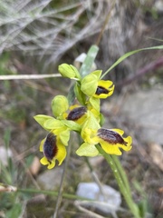 Ophrys lutea phryganae