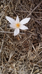 Crocus pallasii
