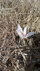 Crocus pallasii