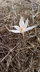 Crocus pallasii