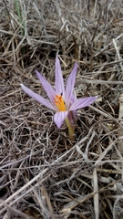 Crocus pallasii