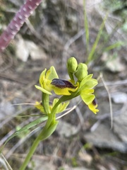 Ophrys lutea phryganae