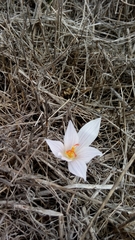 Crocus pallasii