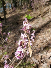 Daphne mezereum