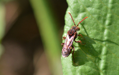 Nomada ruficornis