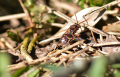 Nomada ruficornis
