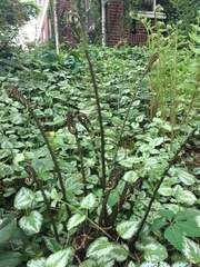 Dryopteris cycadina