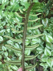 Dryopteris cycadina