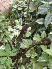 Dryopteris cycadina