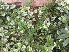 Dryopteris cycadina